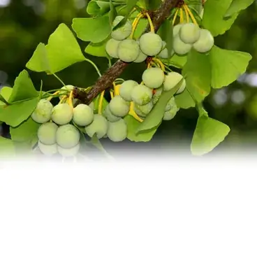 Ingredientes naturales