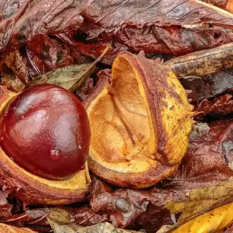Castaño de Indias
